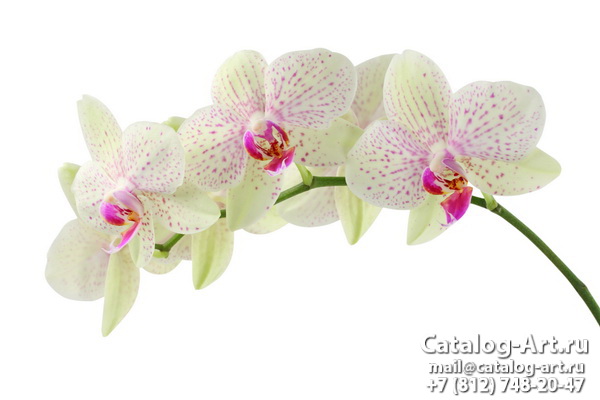 White orchids 22